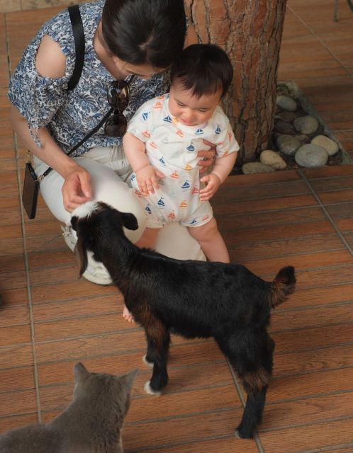 まちなかで猫やヤギとふれあえる